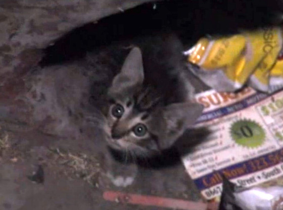 Kitten Rescue Kitten Rescue